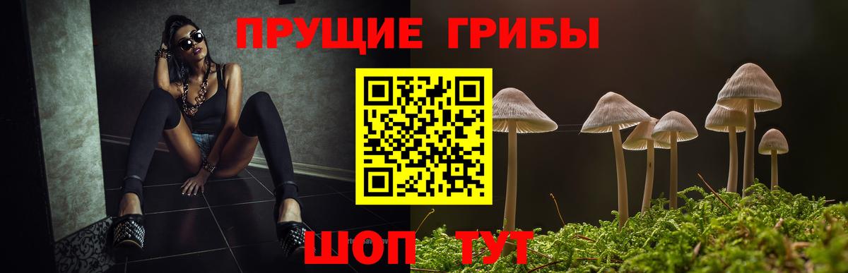 Псилоцибиновые грибы Psilocybe Каменск-Шахтинский